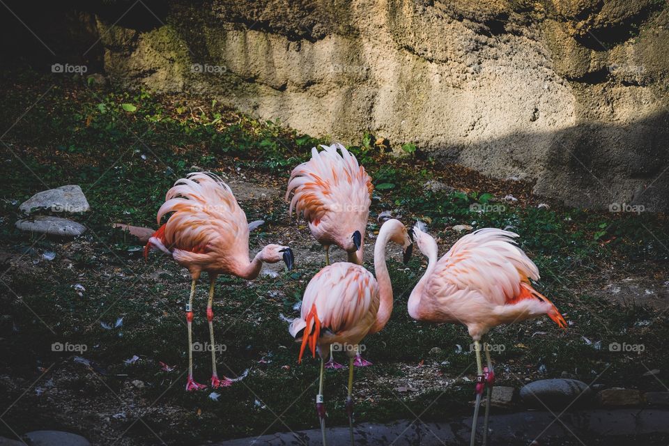 Fighting flamingos 