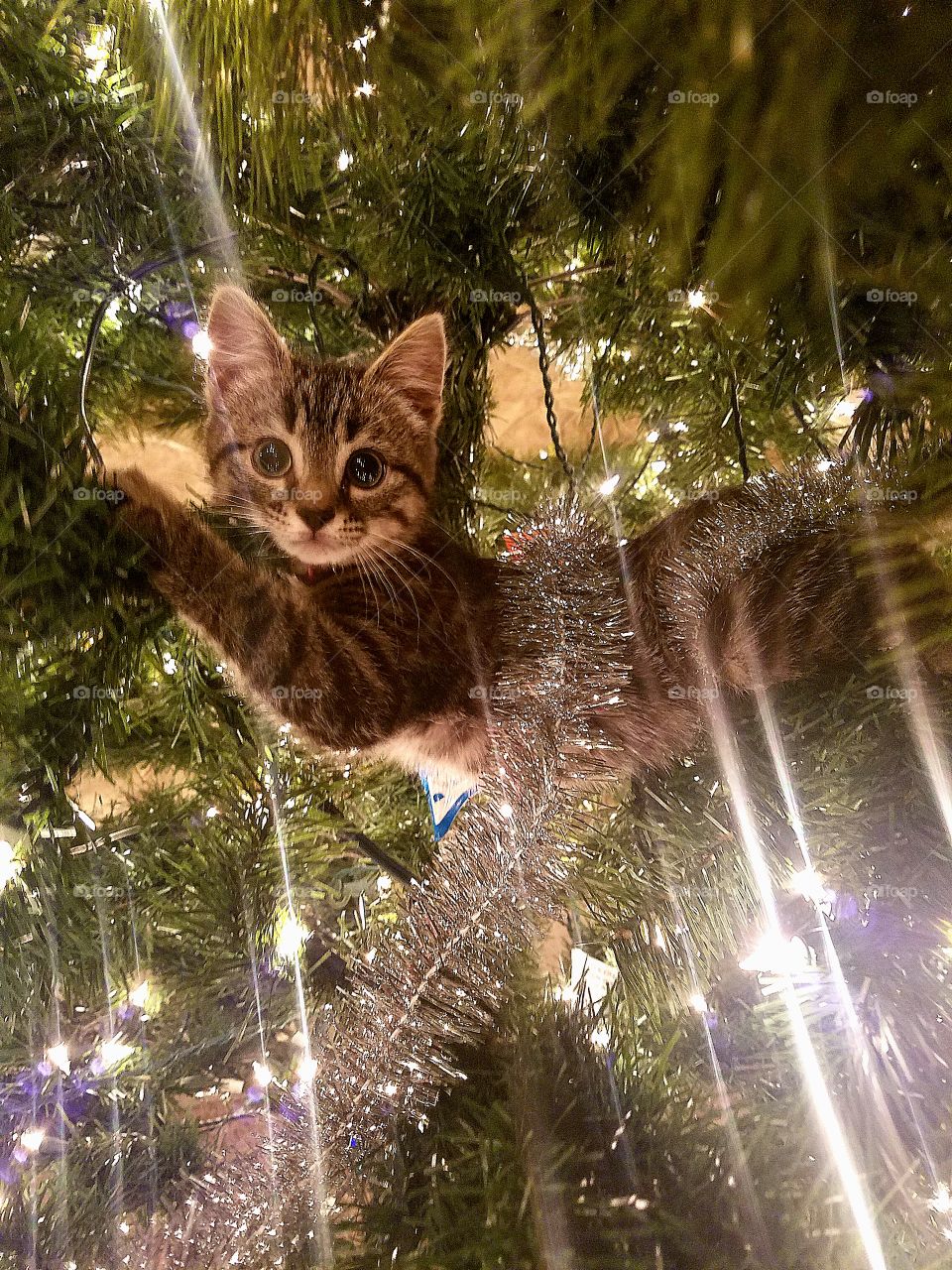 helping with decorations