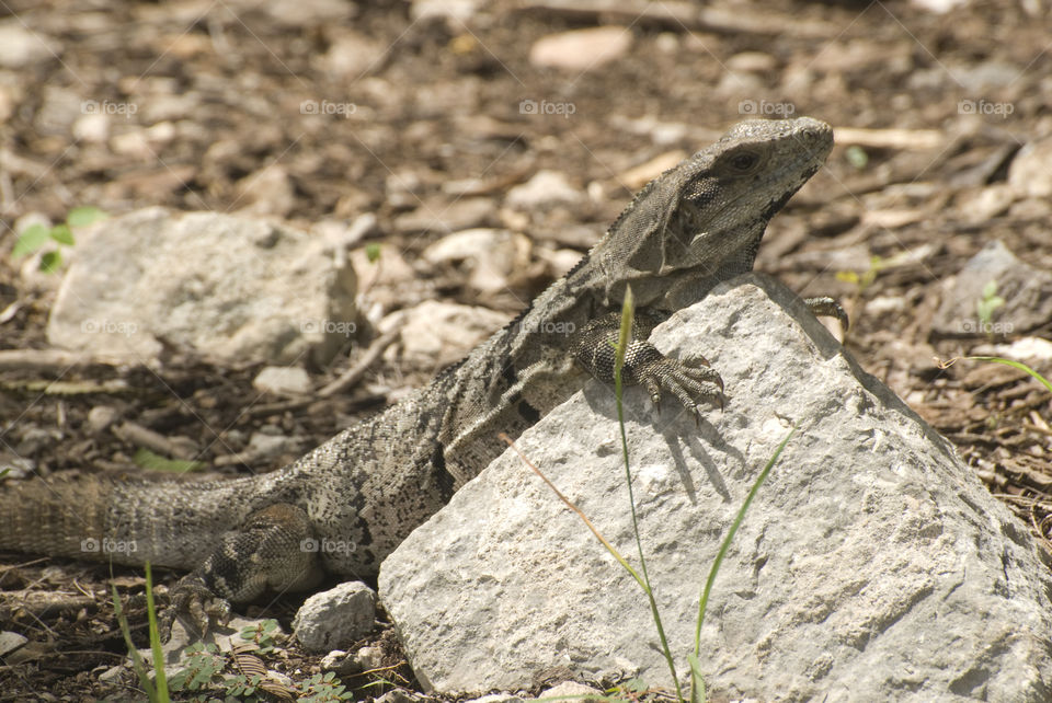 An Iguana resting against a rock