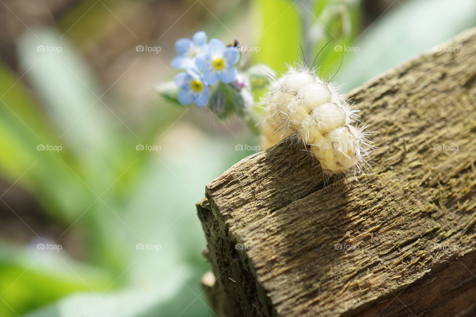 Little hairy caterpillar clambering over a wooden log ... 