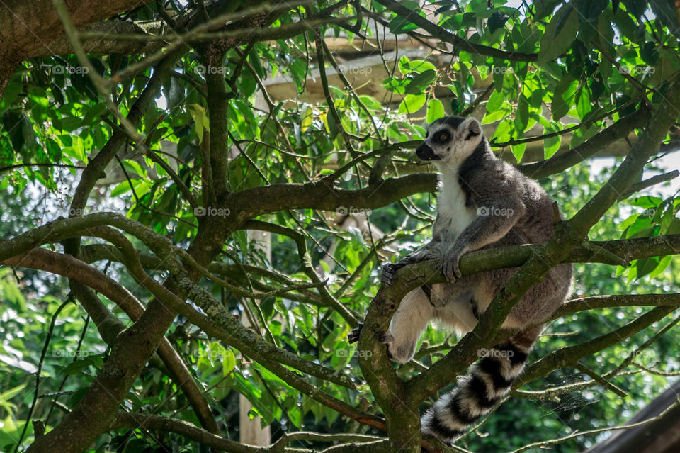 Lemur sit on a branch