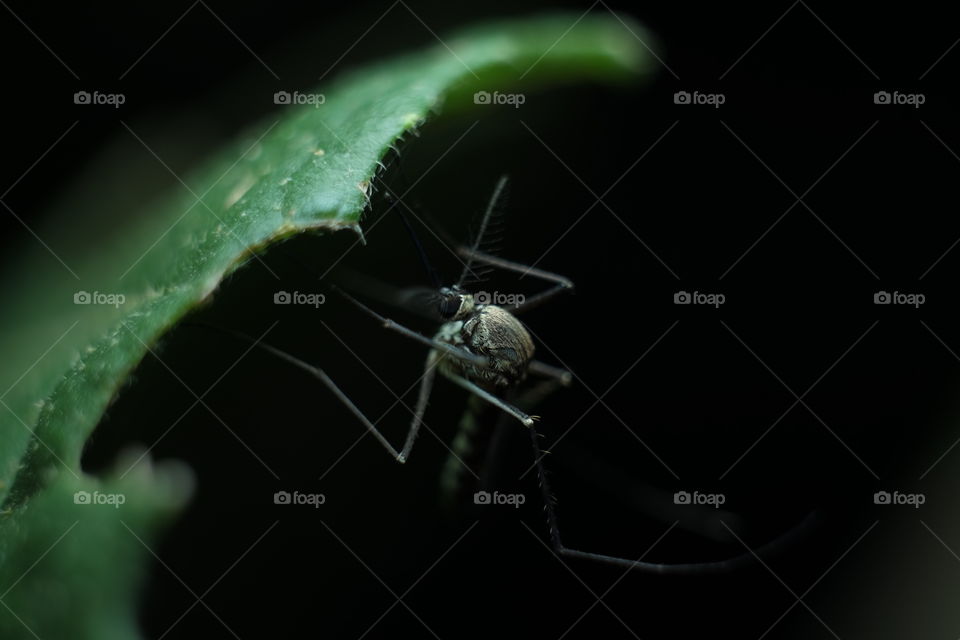 Mosquito is a global killer