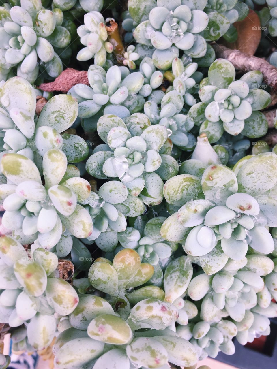 icy succulents 