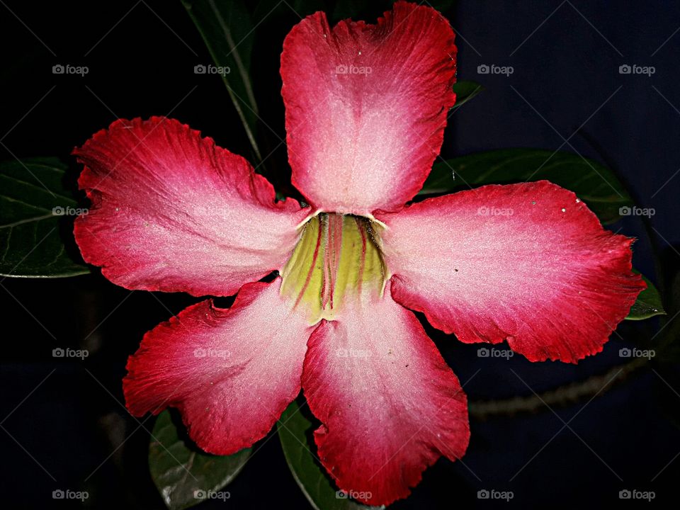 Single flower with red-pink petals