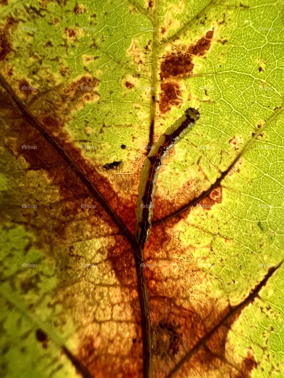Small caterpillar is perfectly aligned with the veins of and oak leaf, as it changes color for fall.