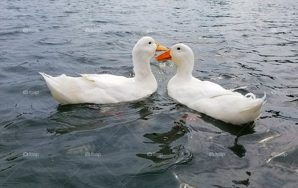 close ducks