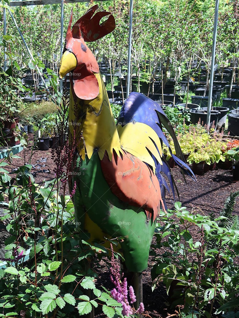 A bright multicolored metal rooster found in a plant nursery on a sunny summer day. 