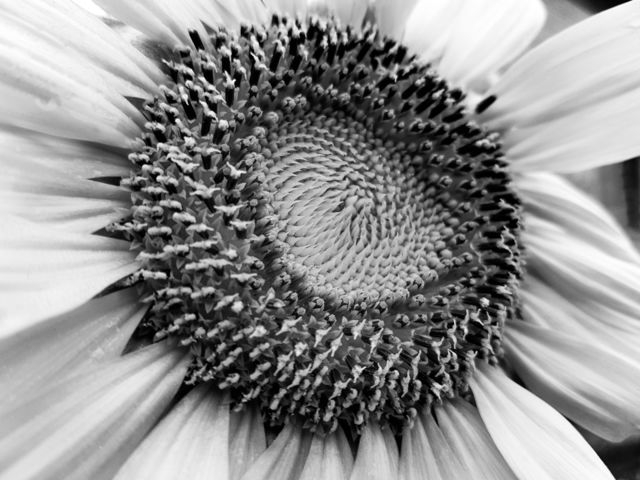 black and white flower closeup