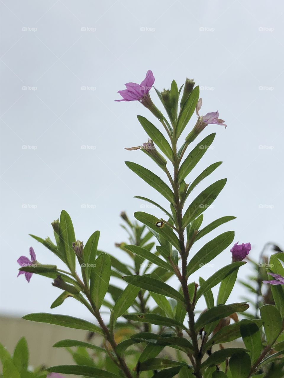 Flor pequena roxa com céu