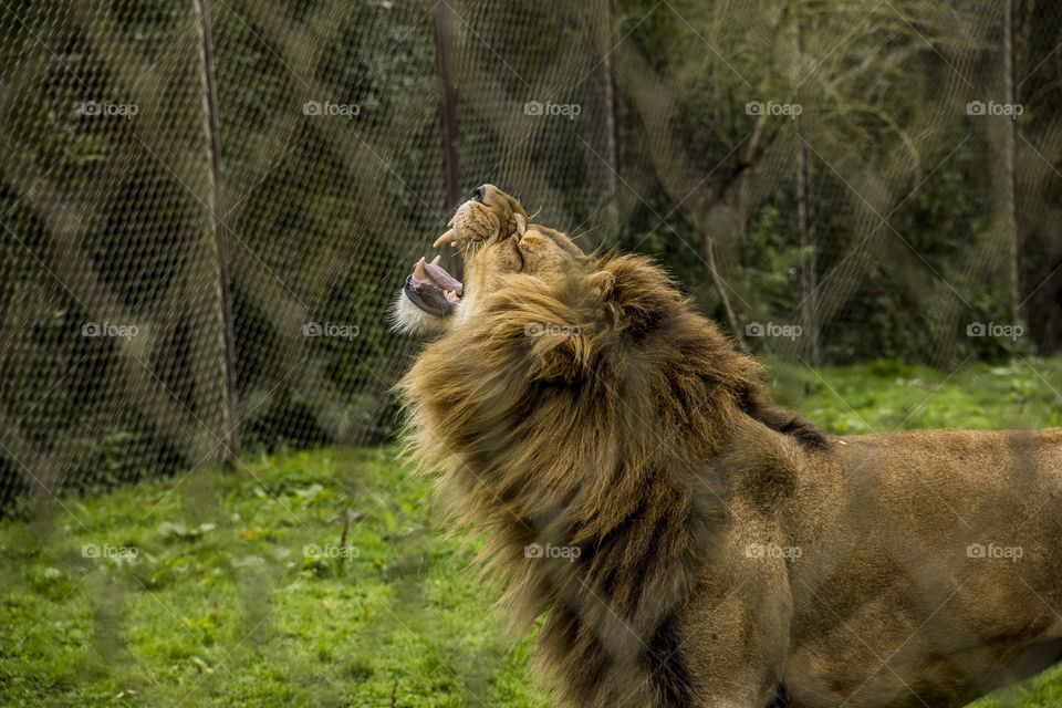 Sneezing lion