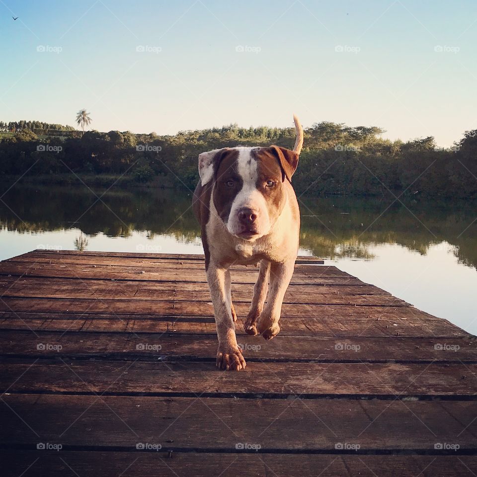 Summer dog lake pitbull landscape