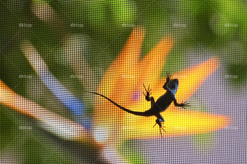 Lizard  on the window screen