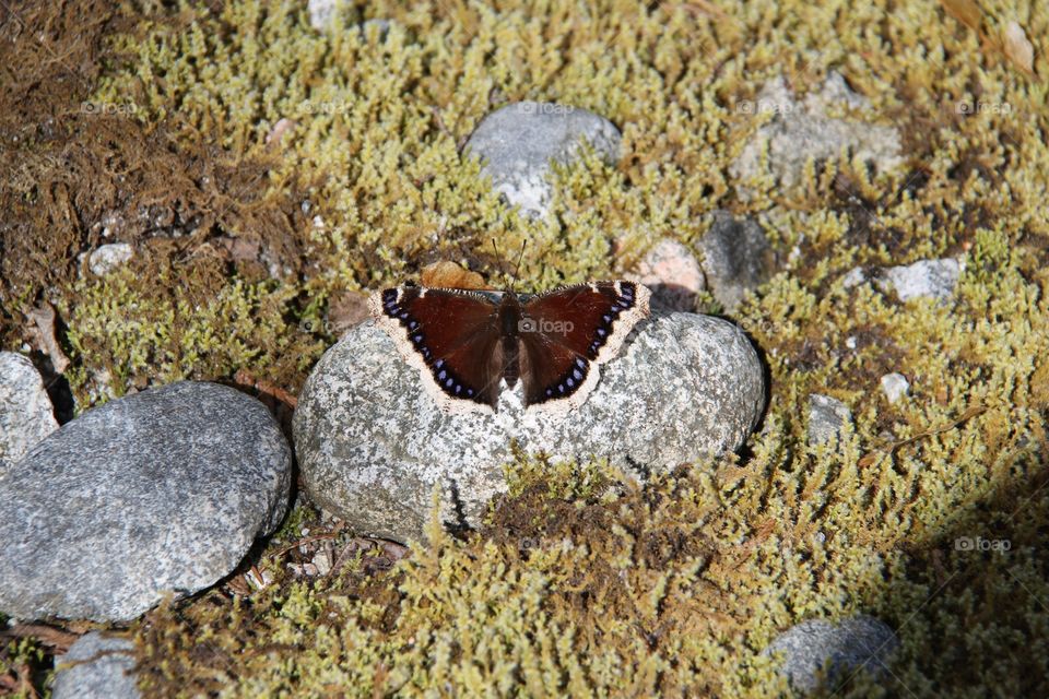 Nature, Outdoors, No Person, Butterfly, Summer