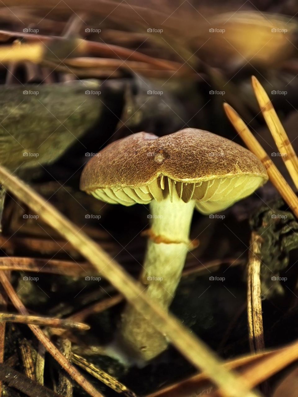 Macro photo of a mushroom growing in the forest