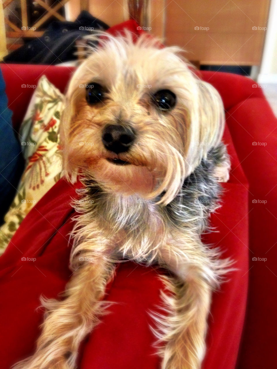 Yorkshire Terrier dog sitting on sofa in the house
