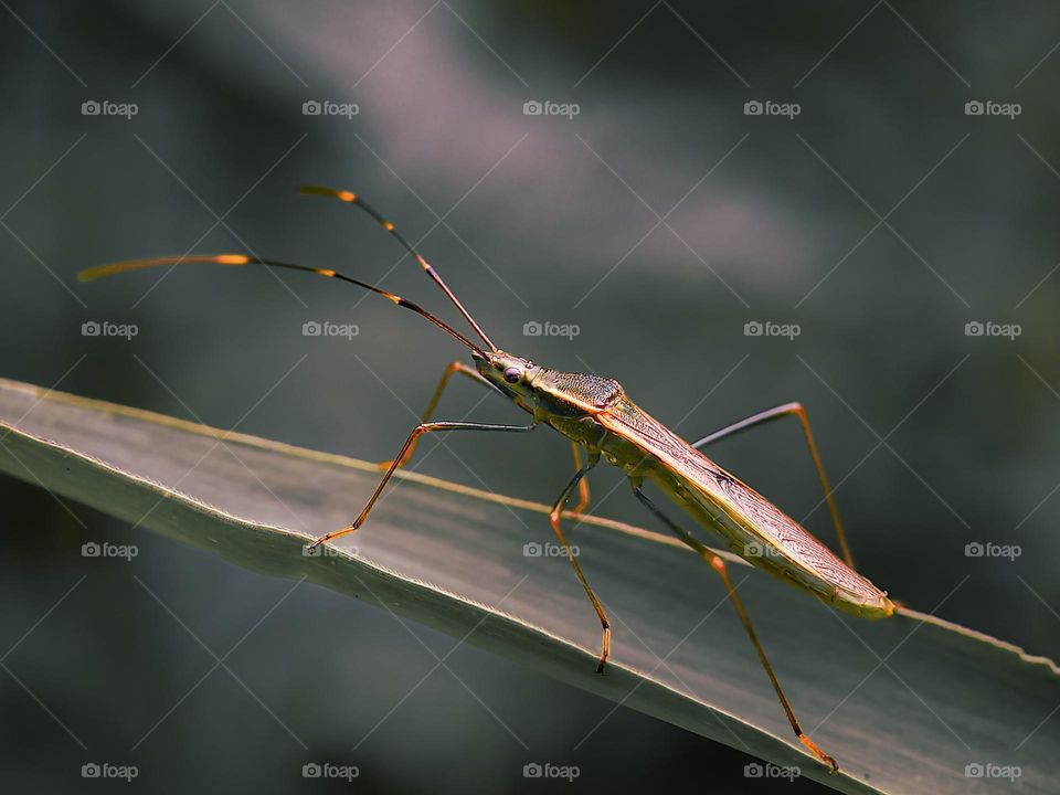 A grasshopper is sitting quietly on the grass.