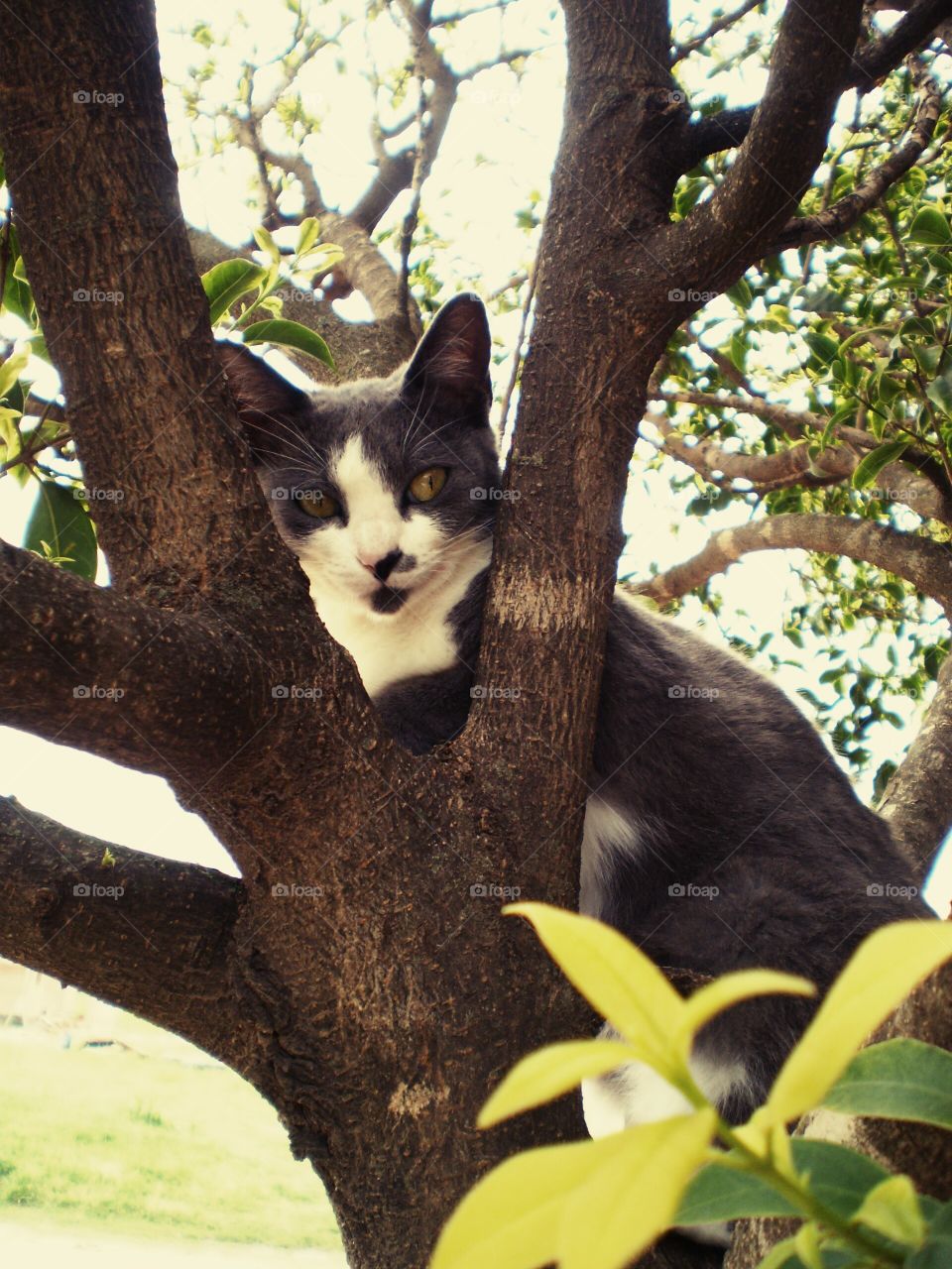 cat in.the tree