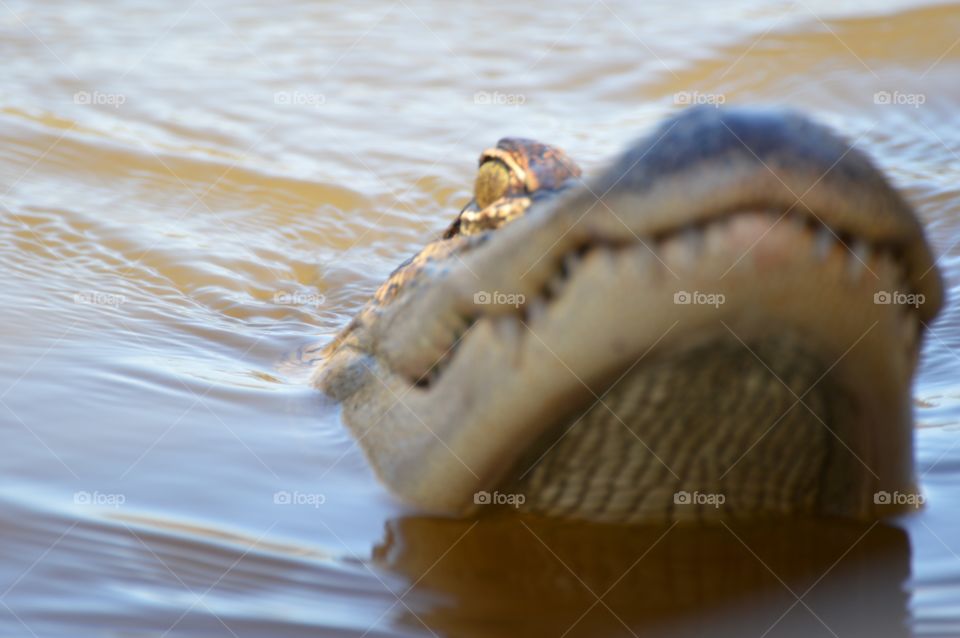 Alligator teeth.