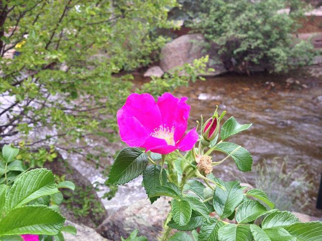 Pink River Guardian