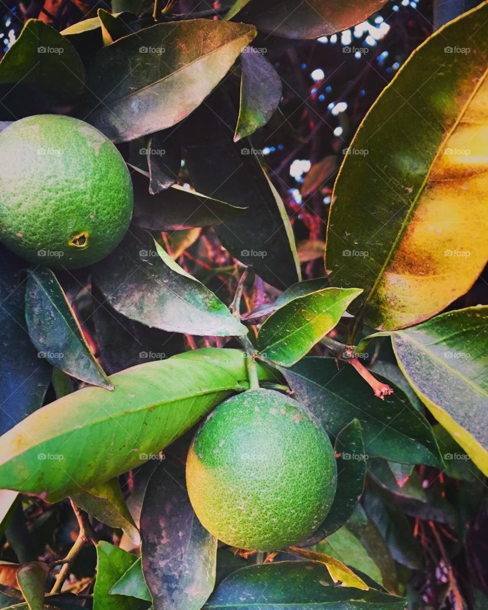 Limes growing at a farm in Exeter, California.