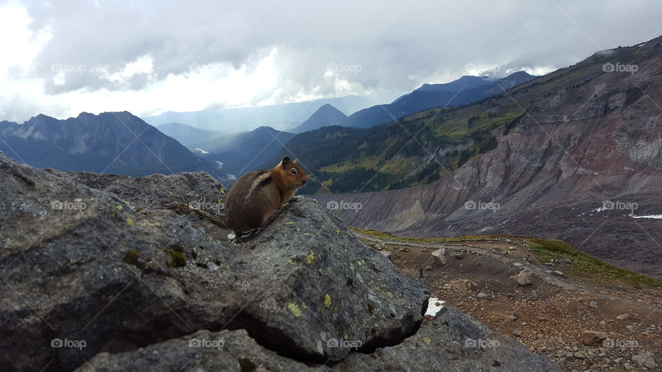 Chipmunk at Mt. Rainier National Park