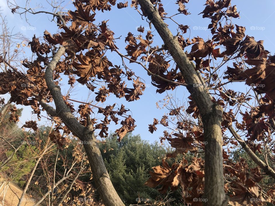 Late autumn maple is about to drop its leaves