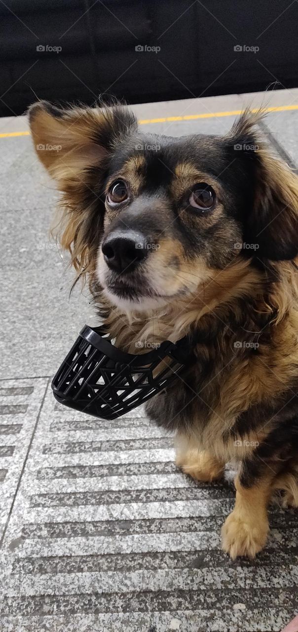 Dog Takes Muzzle Off