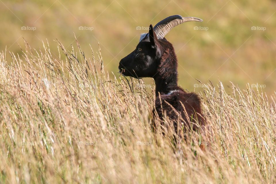 goat in a grassy field on mountains