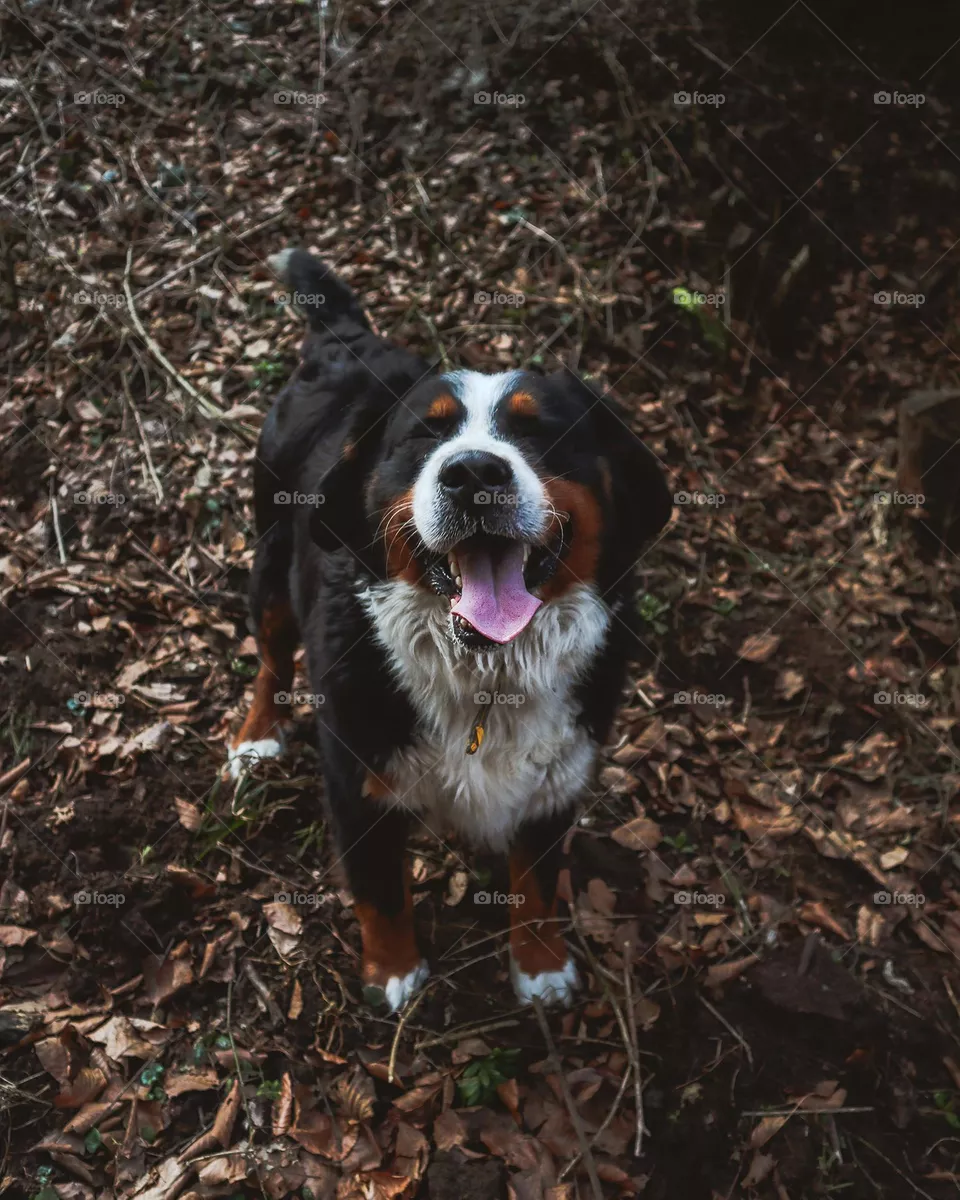 happy dog