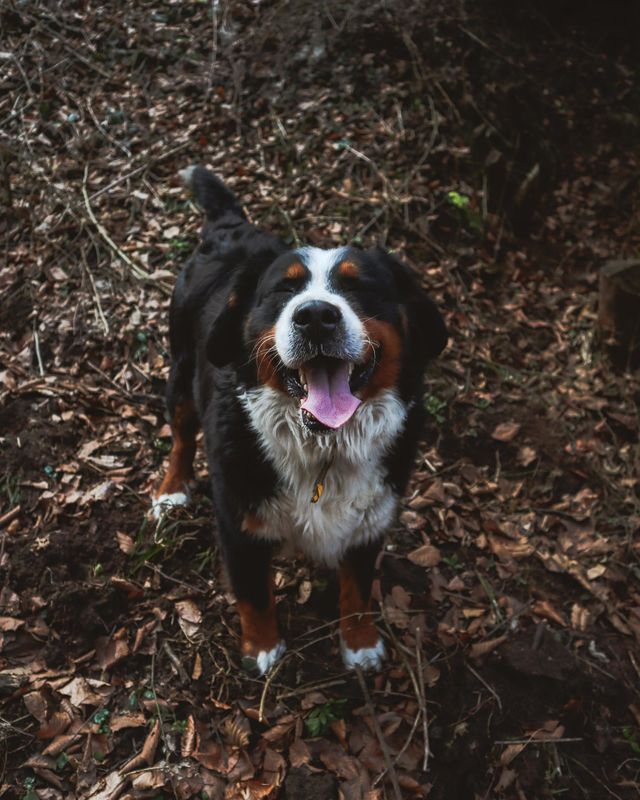 happy dog