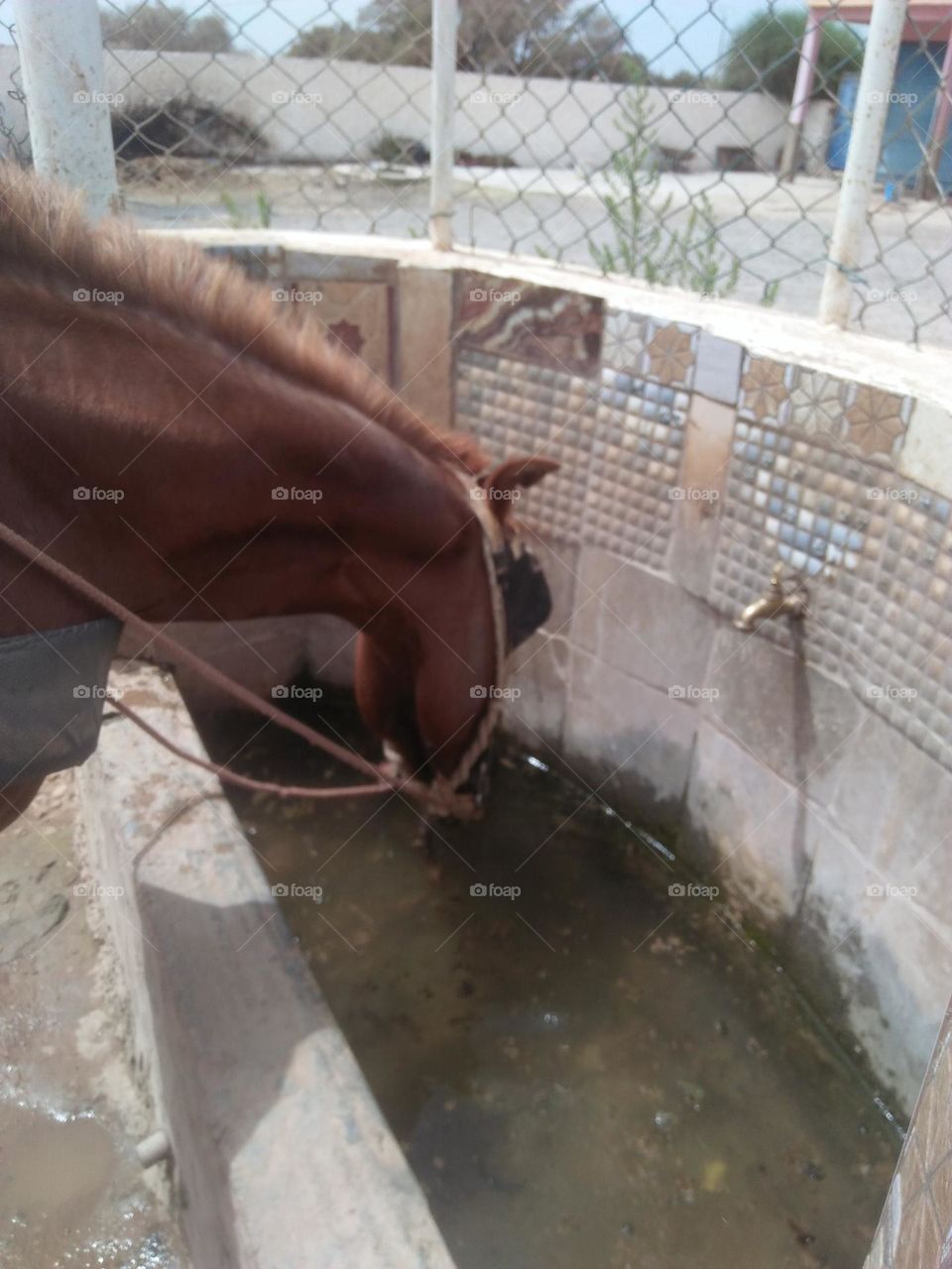 A horse drinking water.