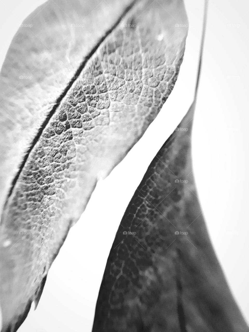 close up leaves in black and white - Black and white is my true nature
