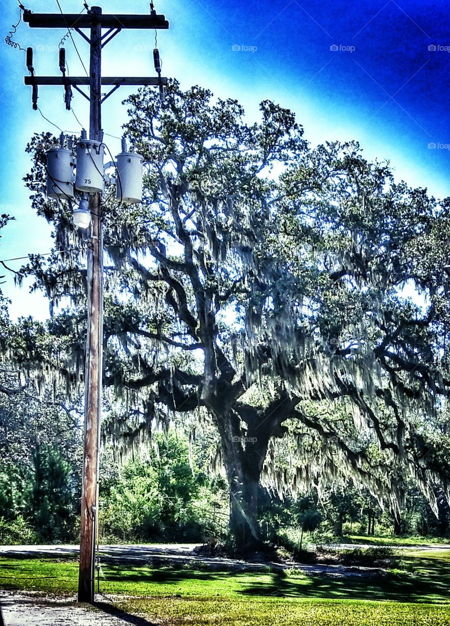 oak tree with moss