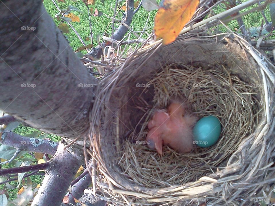 Baby bird & egg in nest