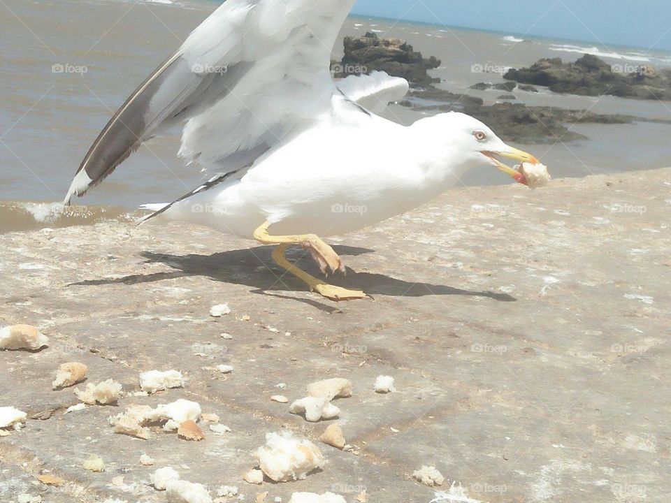 White seagull eats bread.