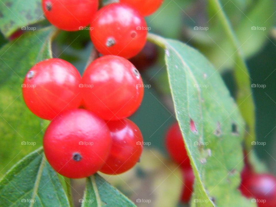 red berries in winter