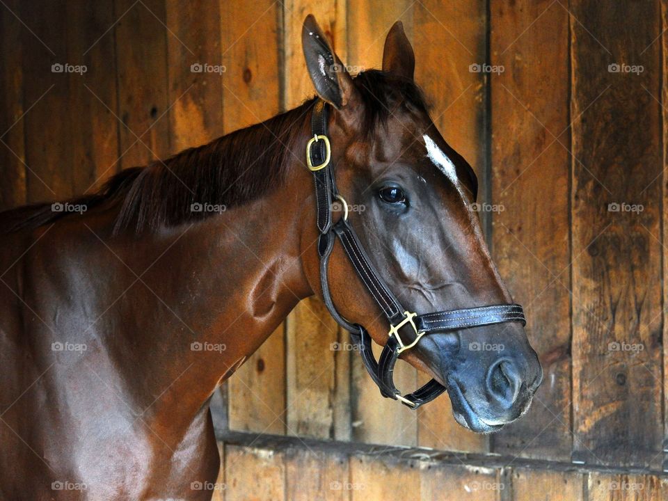 Curalina. Curalina, winner of the Coaching Club American Oaks at Saratoga, in her stall at Saratoga. 
Zazzle.com/Fleetphoto 