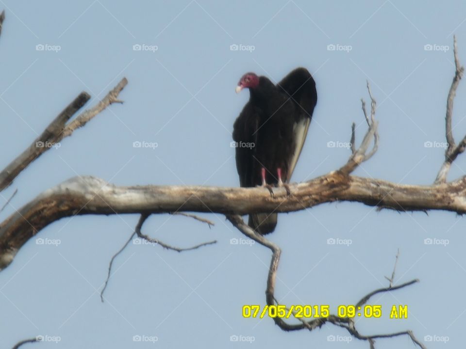 Texas vulture. This dirty bird 🐦 was posted up on a branch 🌿 waiting for roadkill near the highway I was traveling down near Graham