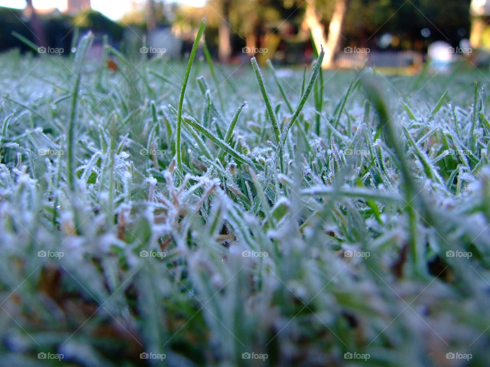 Frost in the cold, green grass