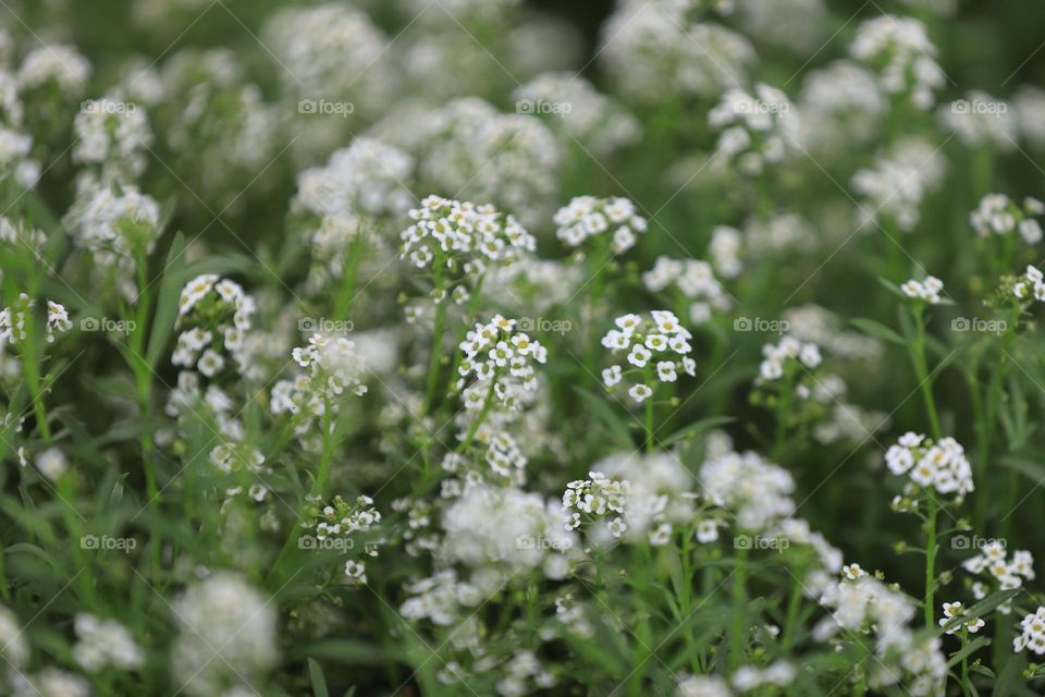 tiny white wild flowers