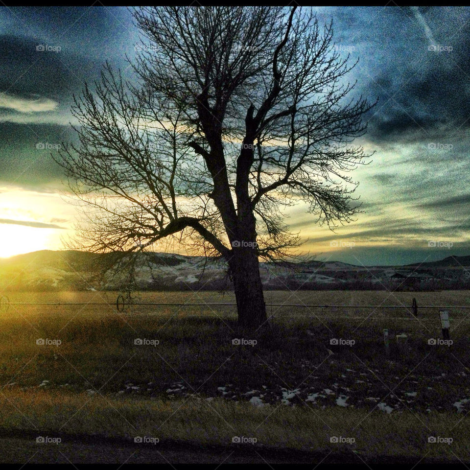 tree sunset fall by breatheandconsider