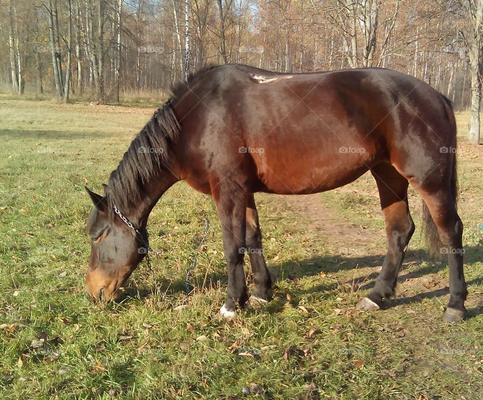 Mare, Horse, Mammal, Pasture, Stallion