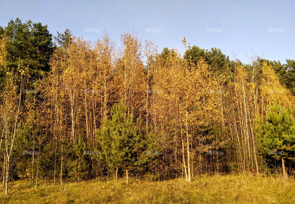 autumn trees forest landscape