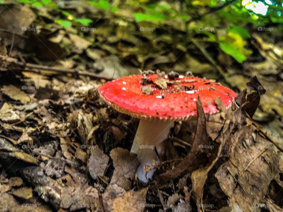 Red Mushroom