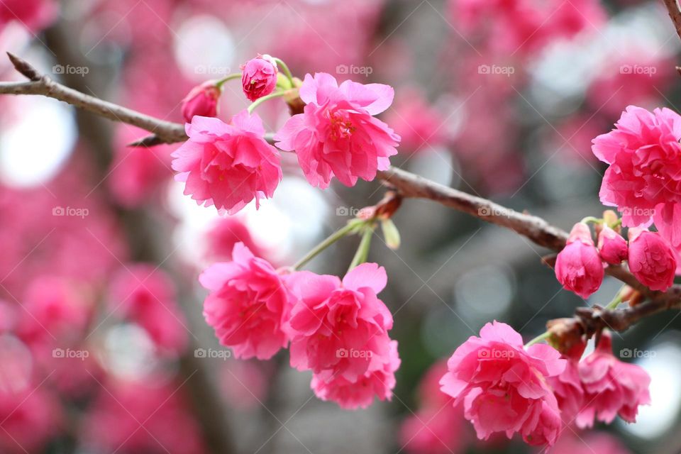 garden flower colour view