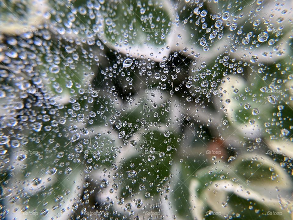 Rain drops on the spider web 