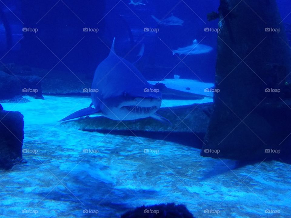 shark up close at Ankara aquarium