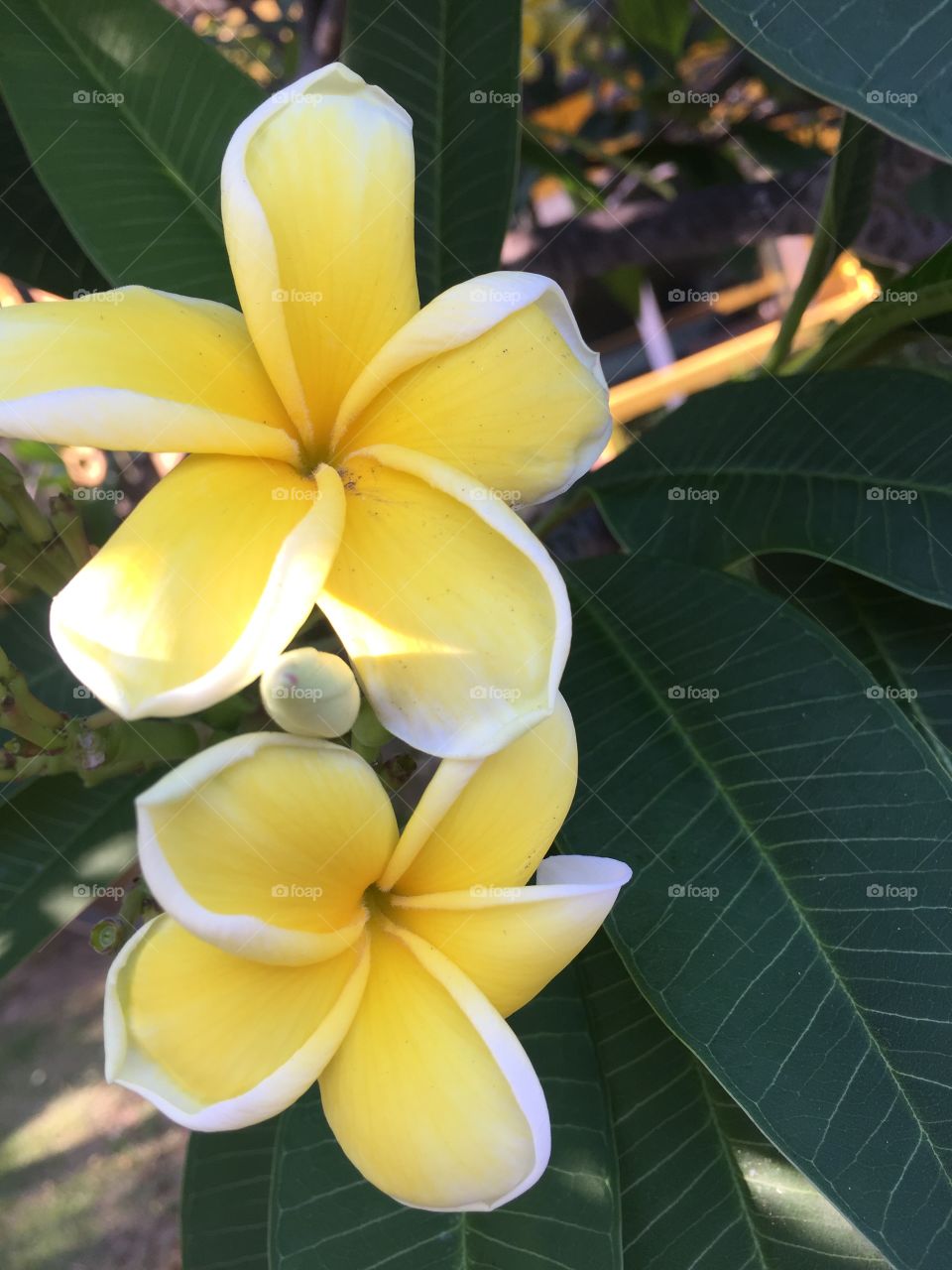 Frangipani, Plumeria, Tropical, Exotic, Aloha