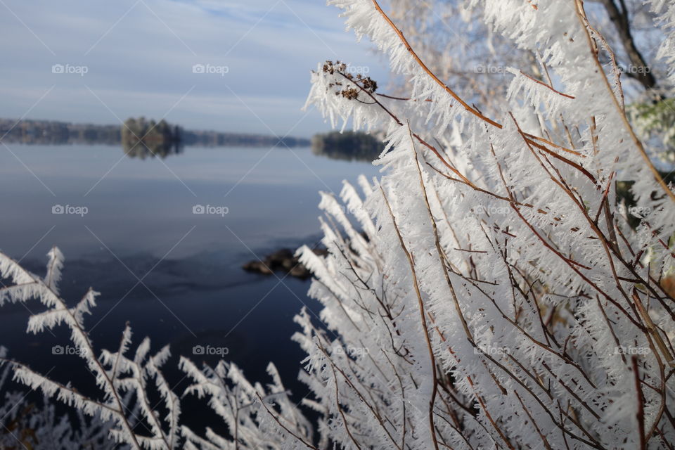 Close-up of snow on branches