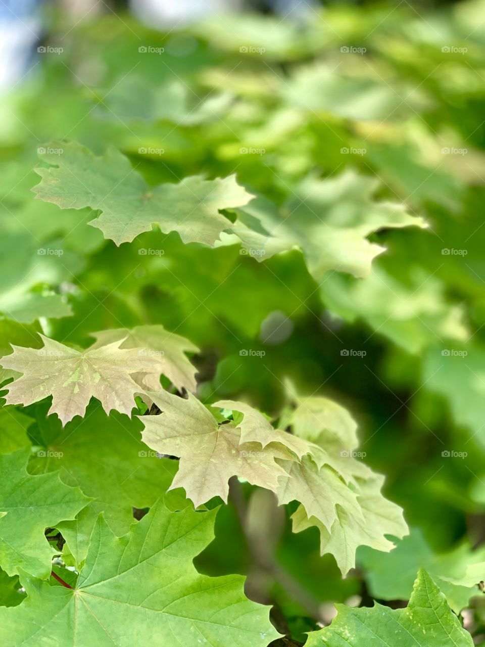 green maple leaves in summer park
